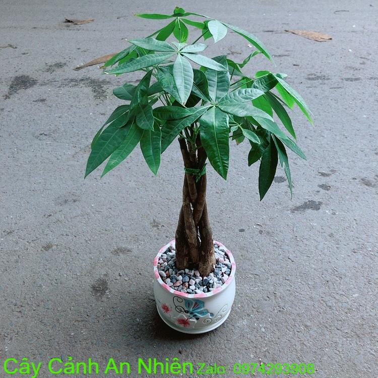 Chậu Cây Kim Ngân Thắt Bính 5 Thân