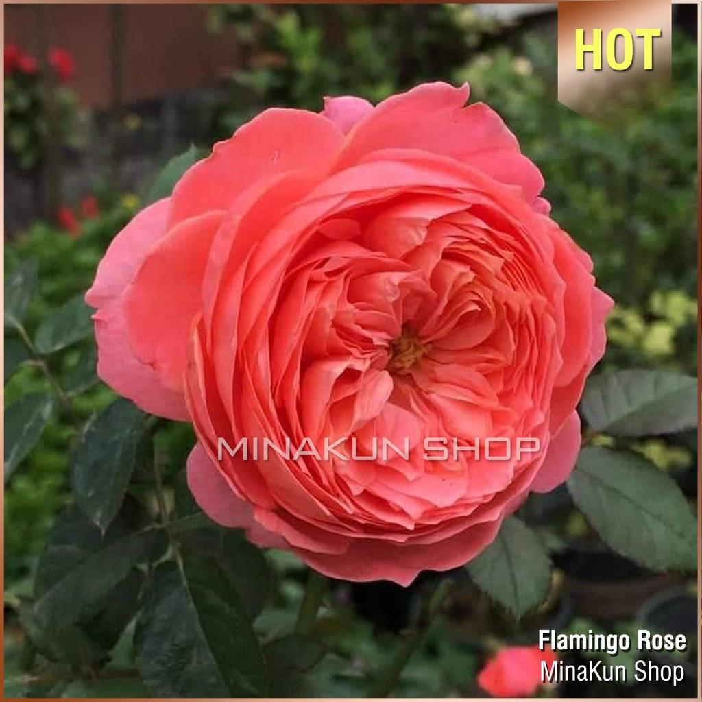 Hoa hồng ngoại Flamingo Rose - cây giống rễ trần