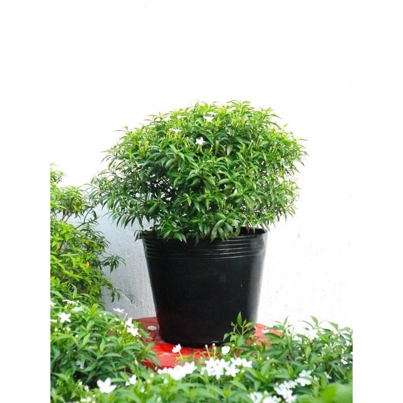 BẦU CÂY GIỐNG MAI VẠN PHÚC