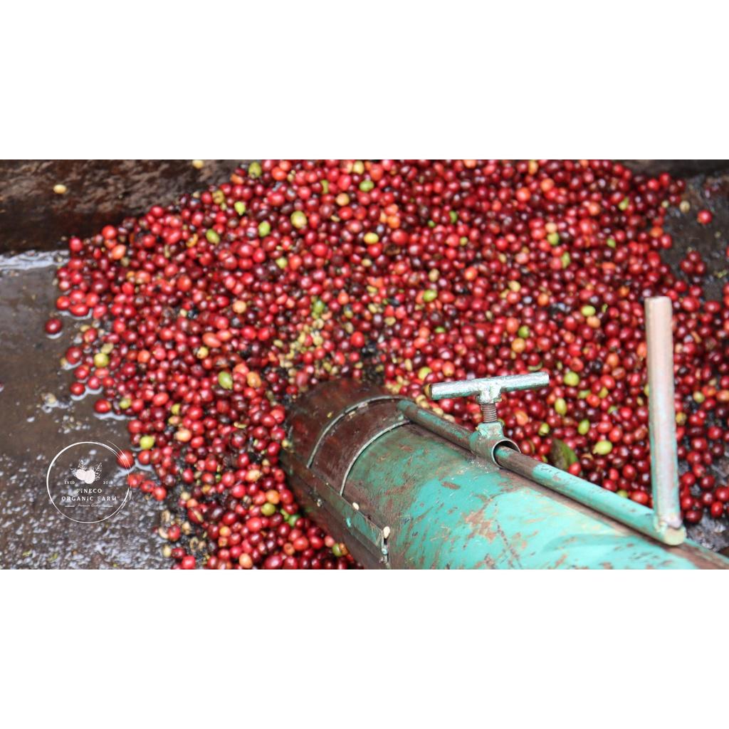 Robusta Washed - Hương vị tao nhã, đắng nhẹ, hậu ngọt - Cà phê pha phin/ Pha máy |250 - 500gr|