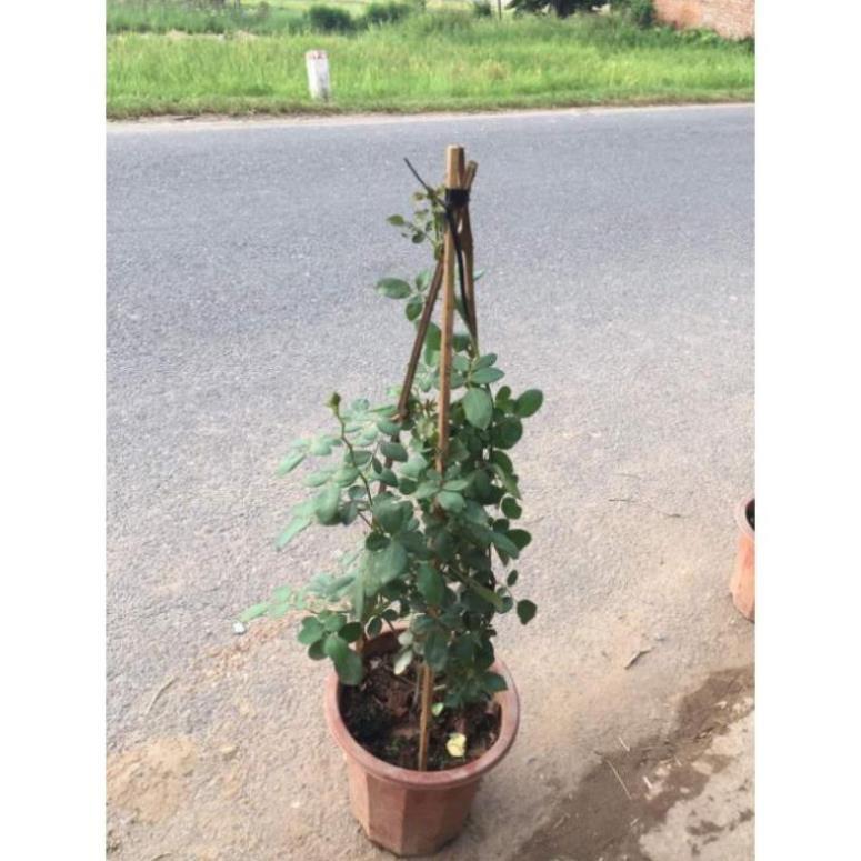 Hồng leo Hải Phòng