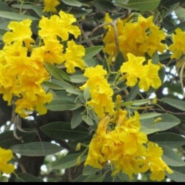 Cây giống chuông vàng