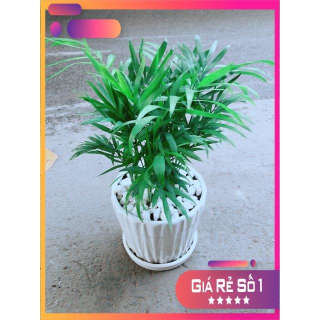 Chậu Cây Cau Tiểu Trâm