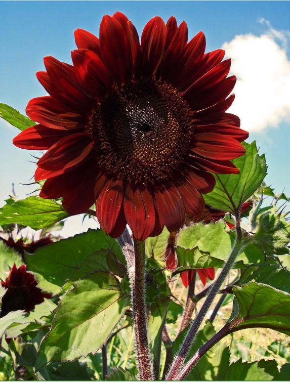 Hạt giống hoa hướng dương hoa đỏ - Gói 10 hạt