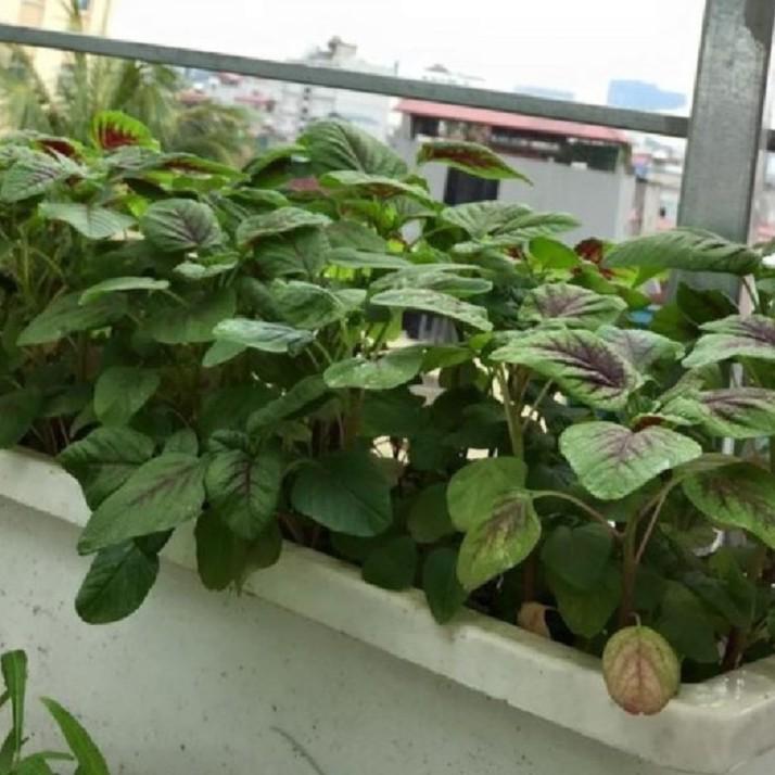 Combo 3 gói hạt giống rau dền khoang cao sản