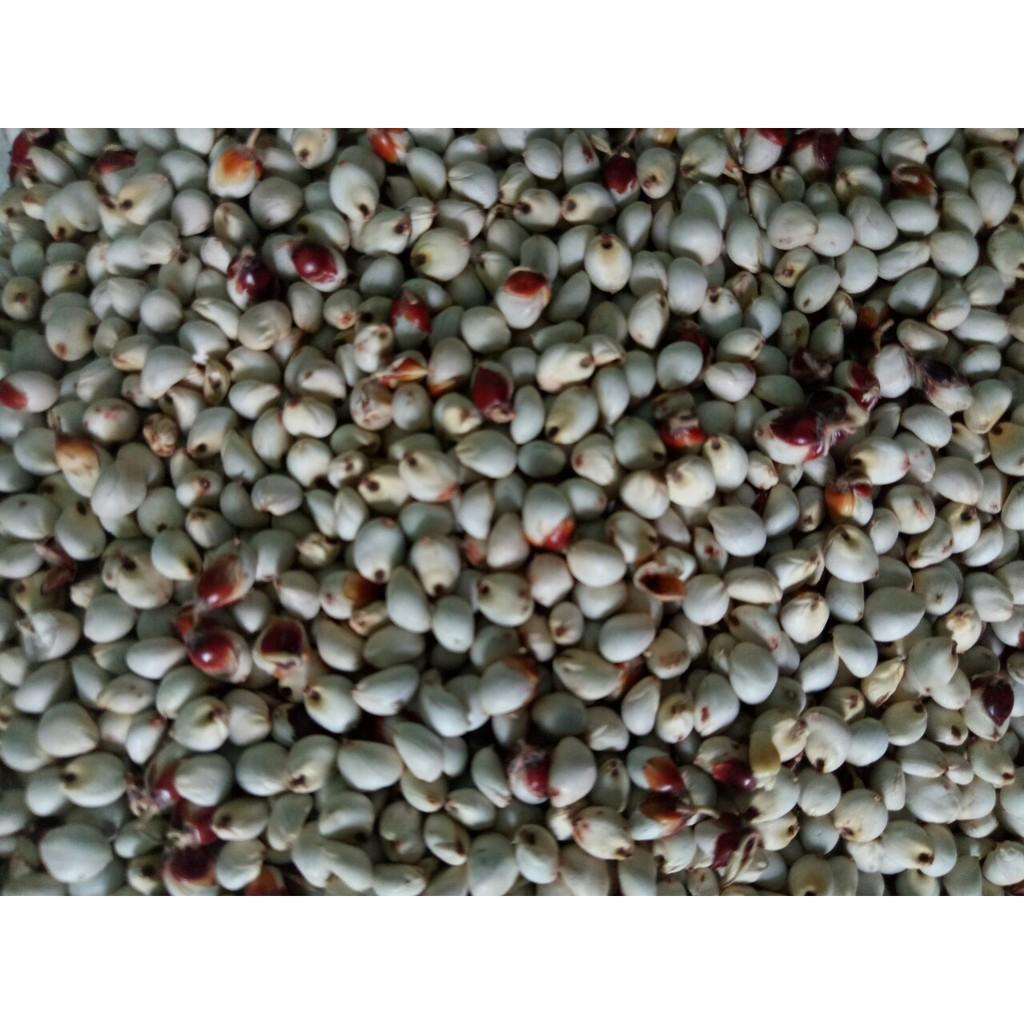 500g HẠT BO BO TRẮNG CHO VẸT, PET