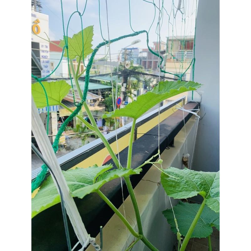 Hạt giống bí siêu ngọn