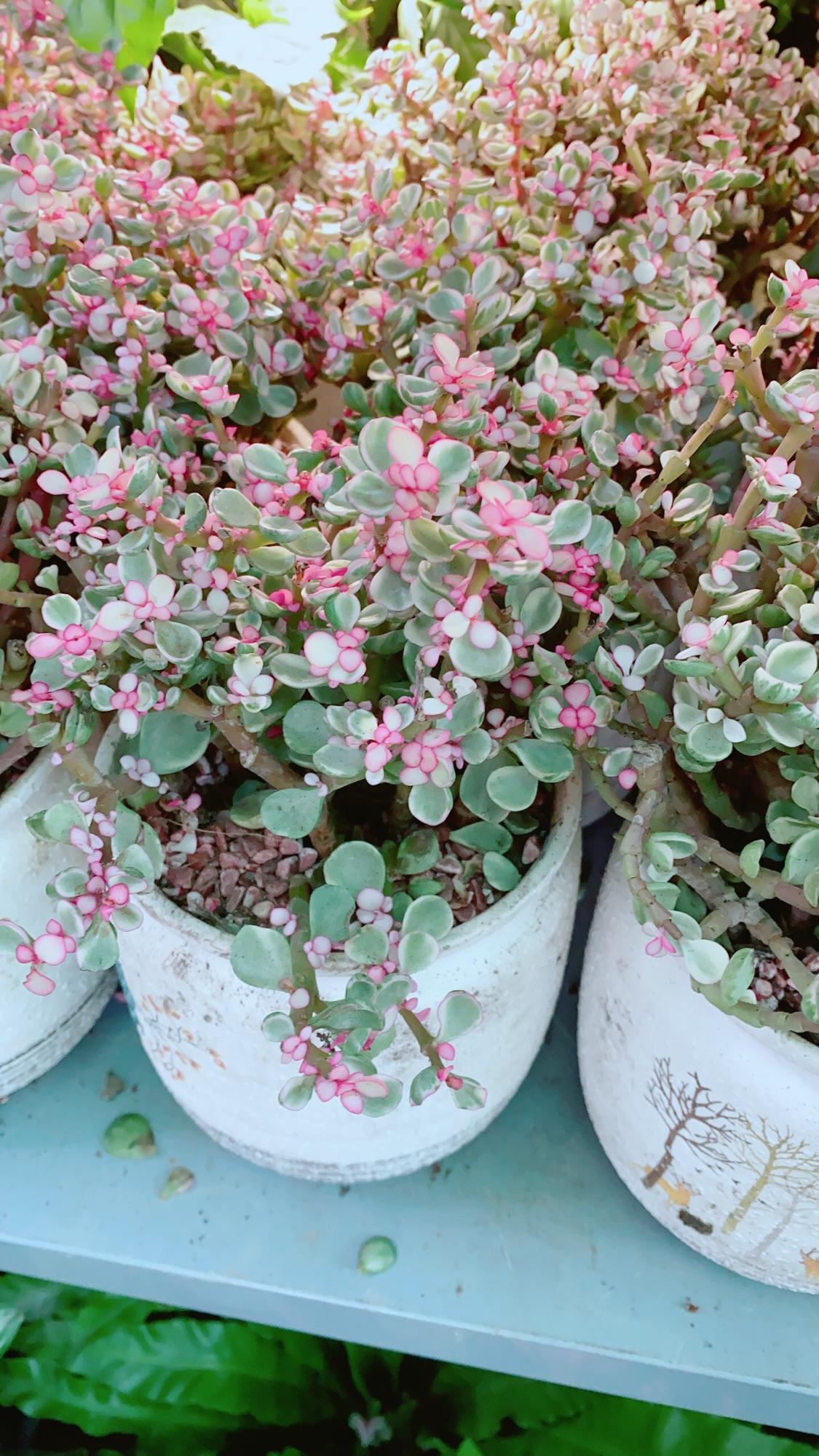 Chậu Cây Cành Vàng Lá Ngọc