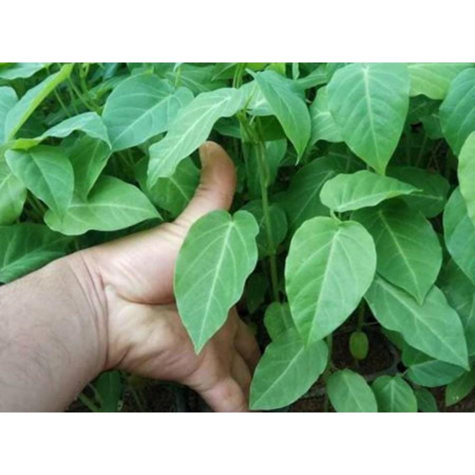 CÂY GIỐNG CHANH LEO NGỌT