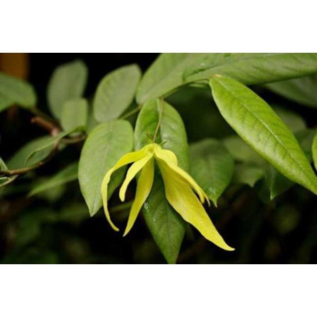 Cây giống hoa dẻ thơm cao 20 cm chuẩn giống cây trong bầu