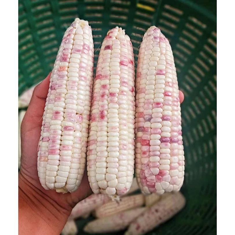 Hạt Giống bắp nếp lai F1 Nếp Thái Hồng - 1 gói 50gram