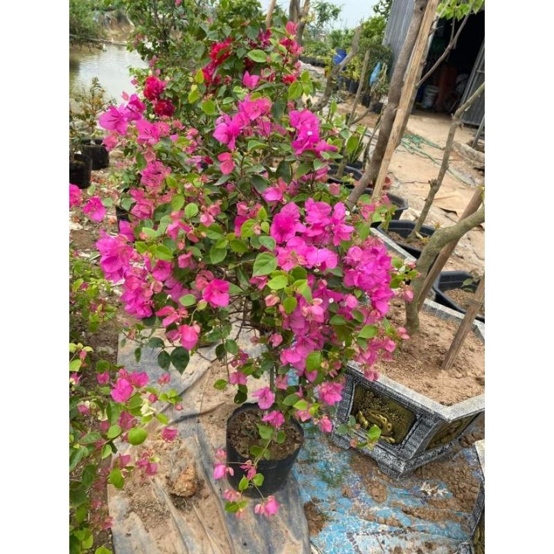CÂY HOA GIẤY MÀU HỒNG