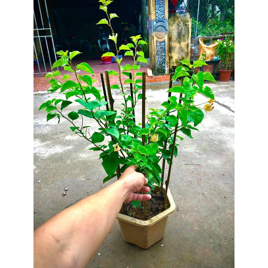 Cây giống cây hoa giấy màu vàng đang hoa cao 50-70cm