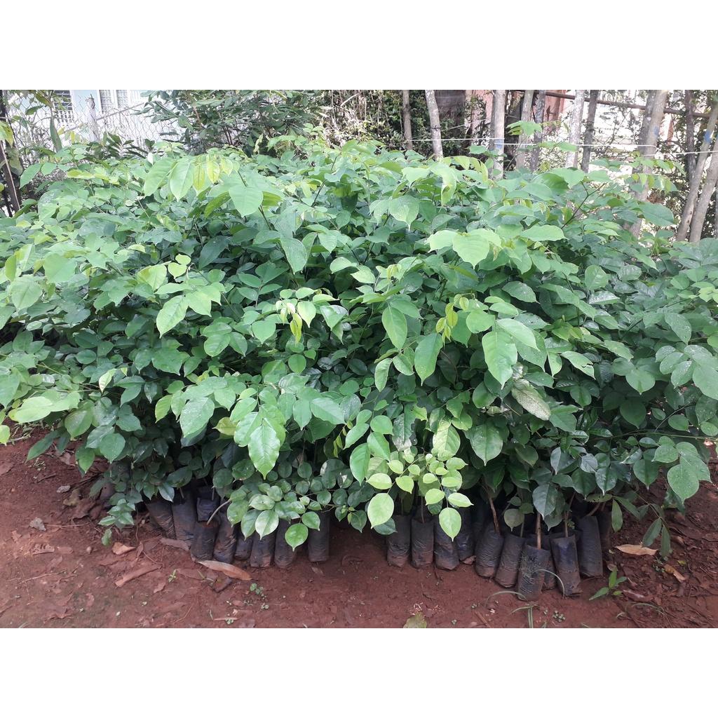 CÂY GIỐNG CÂY GIÁNG HƯƠNG CAO 1M NHƯ HÌNH ()