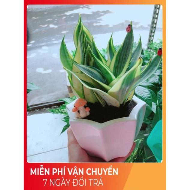 Chậu Lưỡi Hổ Thái Vàng