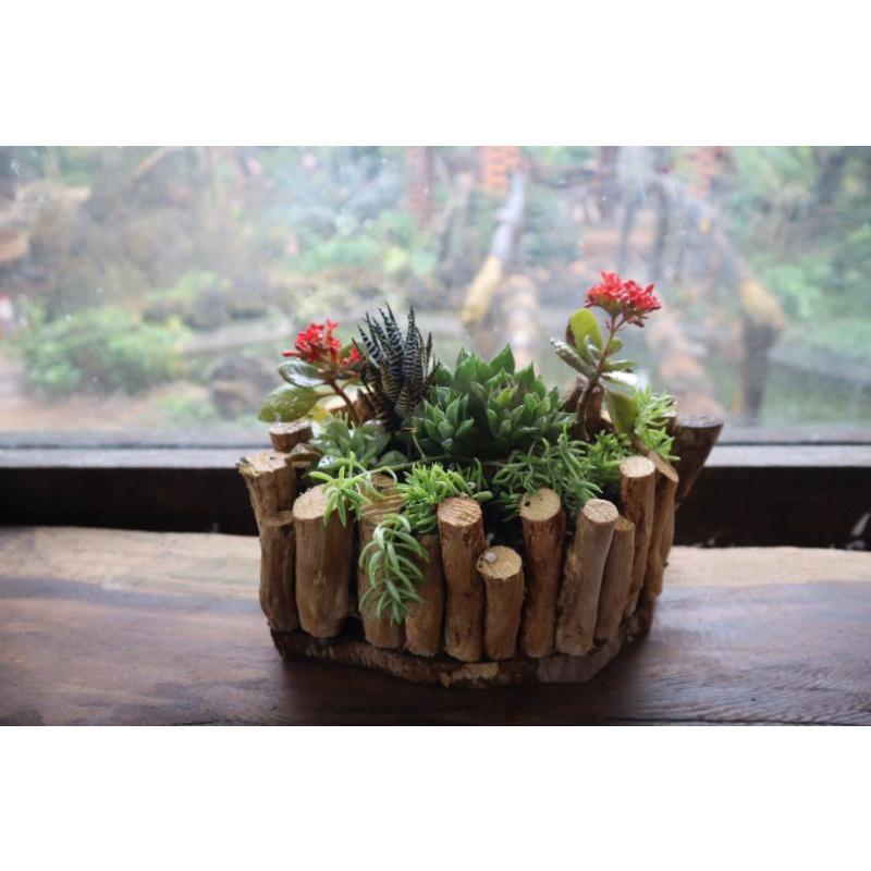 Chậu miệng bằng ghép rễ cây cắm hoa,trồng sen đá,hoa cảnh