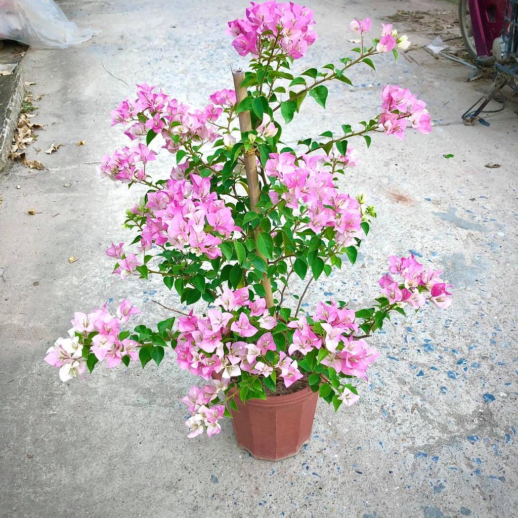 Cây hoa giấy hồng phớt trưởng thành đang hoa cao 1m (ẢNh thật)