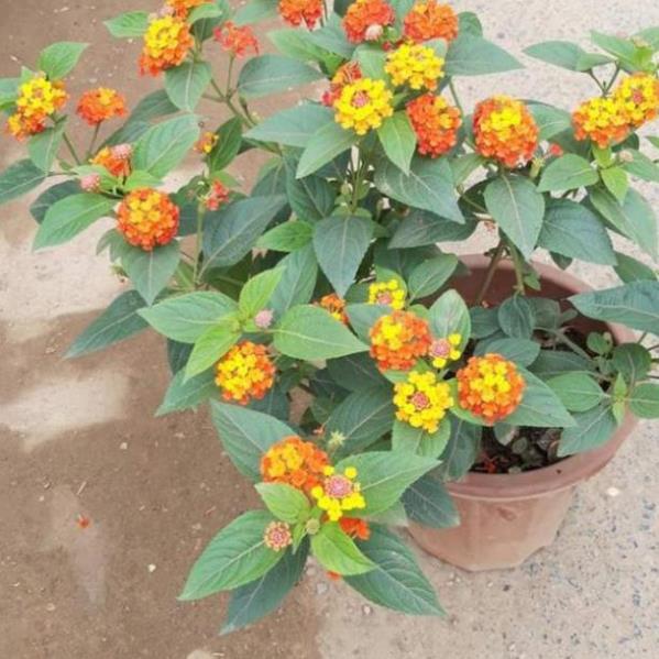 Cây hoa ngũ sắc, siêu hoa, như hình