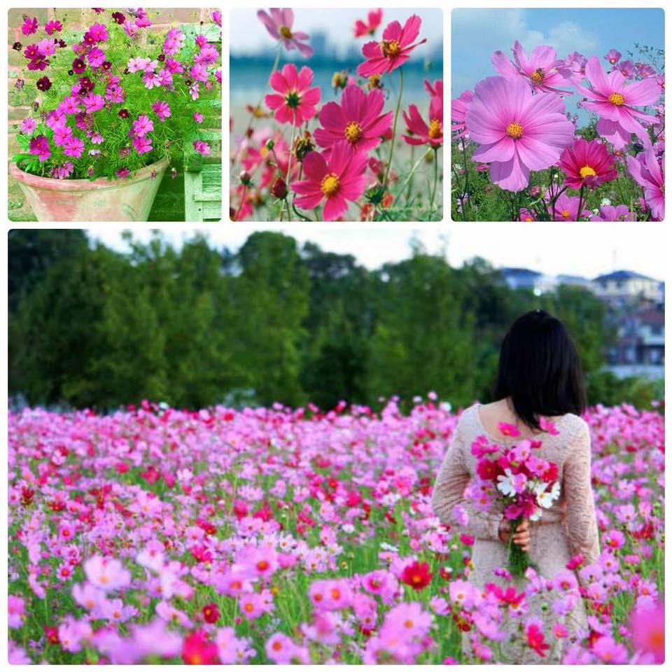 Hạt giống hoa cúc sao nháy nhiều màu - 1 gói 200 hạt