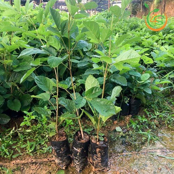 Cây giống phong linh vàng (, giống cây công trình- phong thủy, mang tài lộc đến cho gia chủ