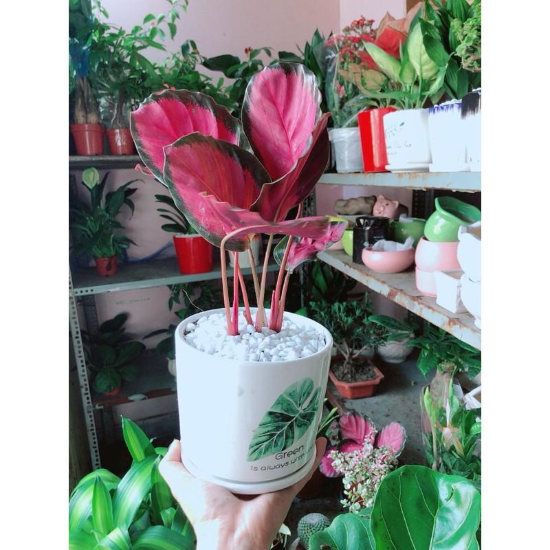 Chậu Đuôi Công Tím