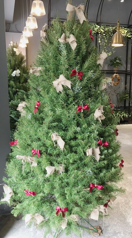 Cây Sơn Tùng, Cây Trang Trí Giáng Sinh, Cây Thông Noel Cao 1m5 - Cây Thông Thật