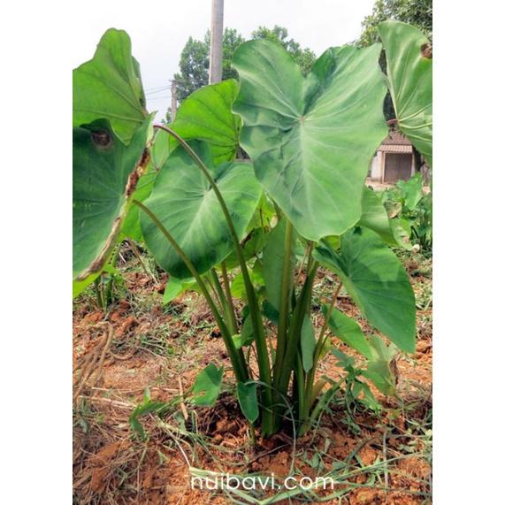 Cây giống khoai môn sáp lòng vàng dẻo của người Dao - cây giống