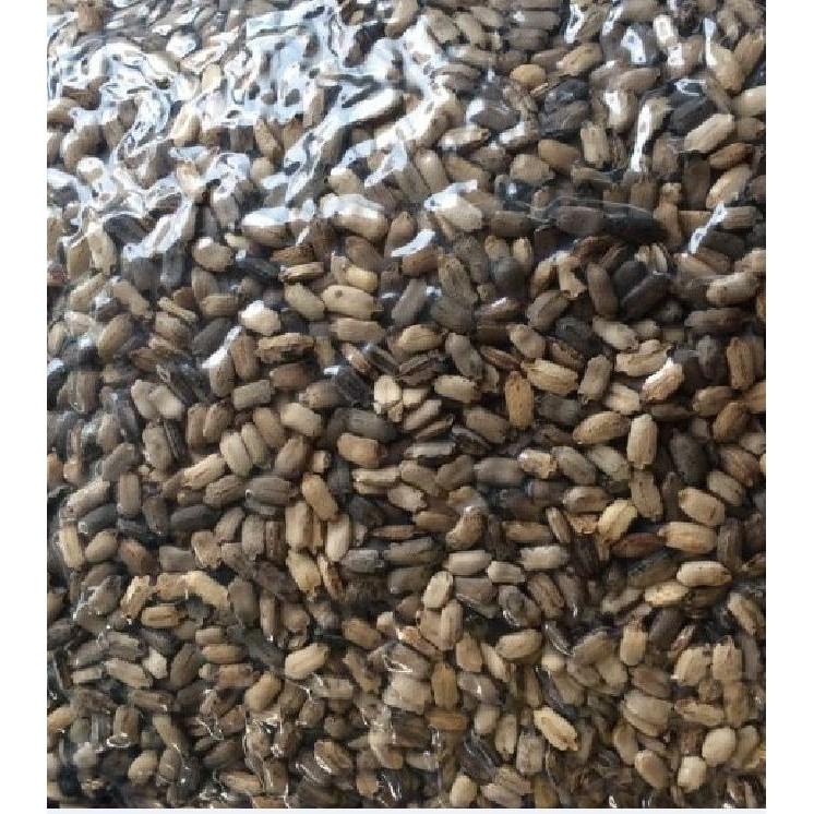 Hạt Giống Cây Xạ Đen - 50 hạt/gói