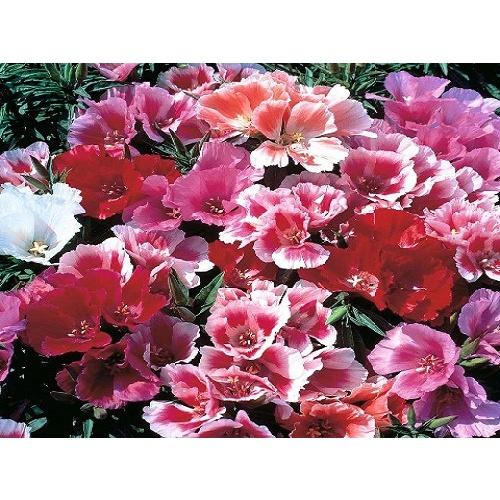 Hạt giống hoa hồng xuân kép mix màu KNS3568 - Gói 20 hạt