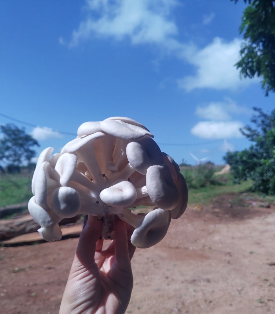Phôi Nấm Tú Cầu