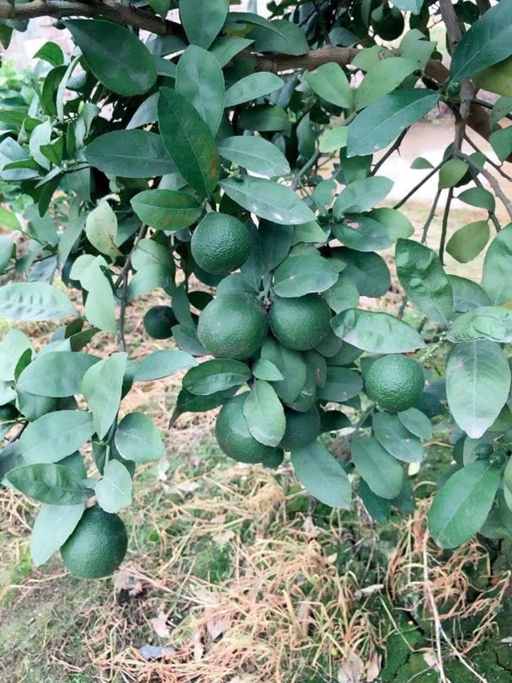 Cây giống chanh tứ quý chanh không hạt