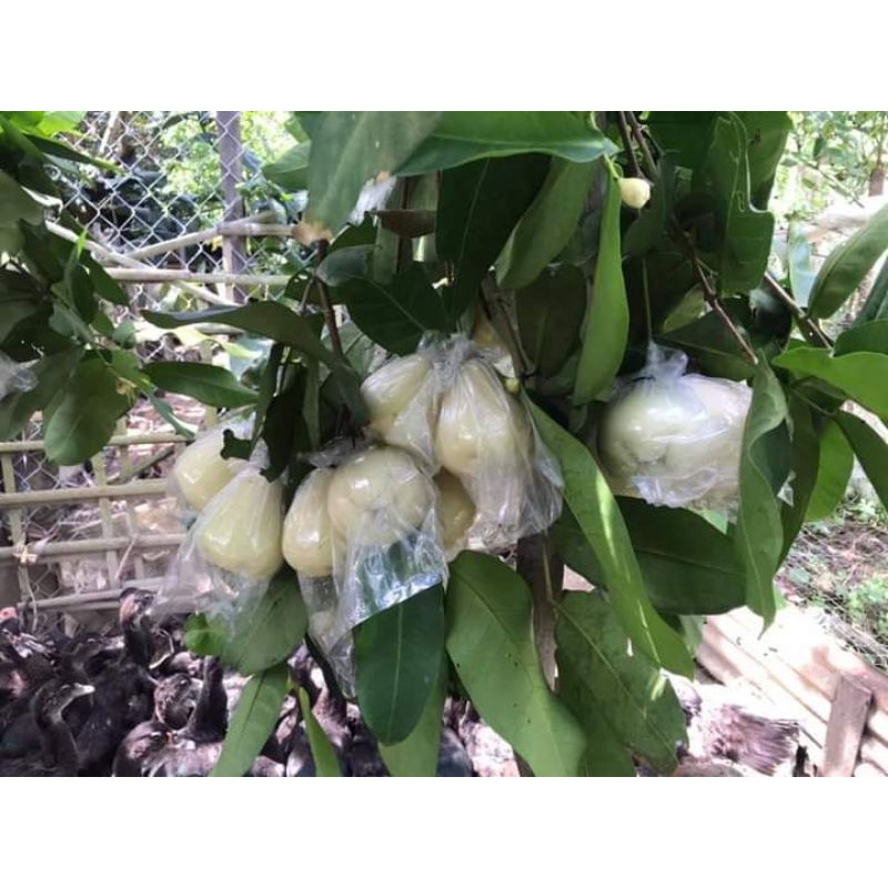 Cây Mận Trắng Sữa - Giống cây trồng cây ăn trái