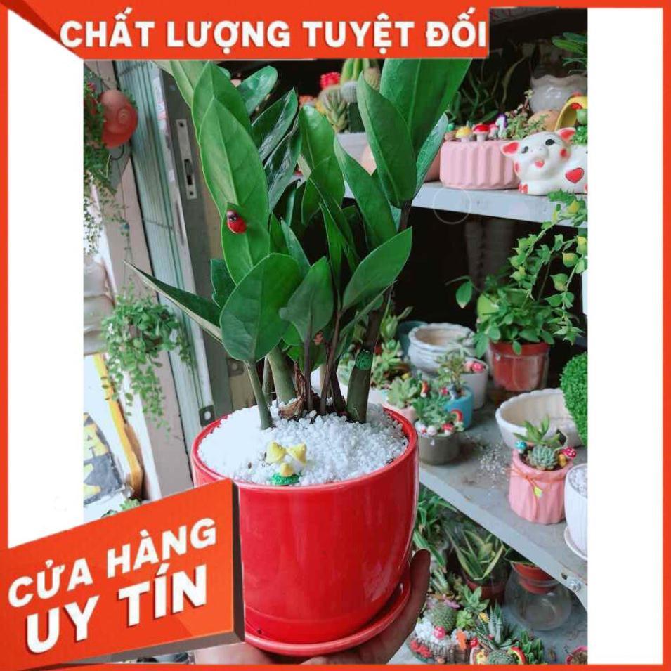 Chậu kim tiền thái tiểu cảnh Nhiều Người Mua