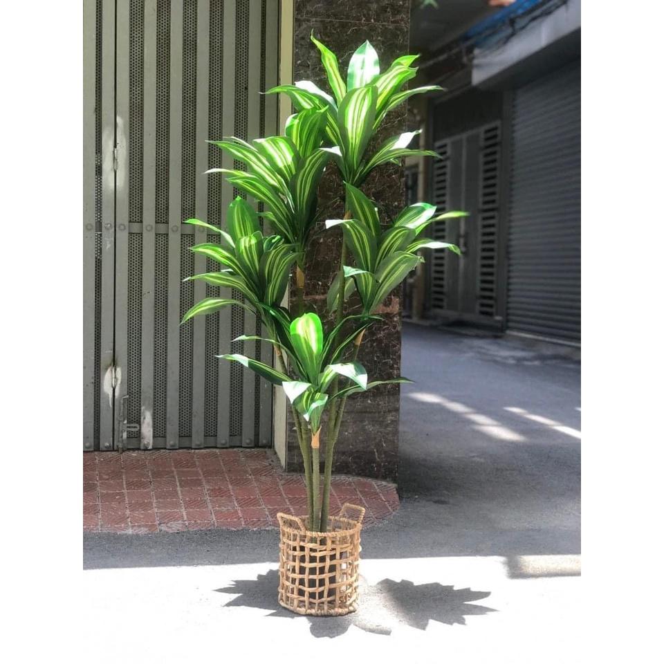 Cây thiết mộc lan 5 nhánh cao 150cm - Ảnh và video thật do shop tự chụp