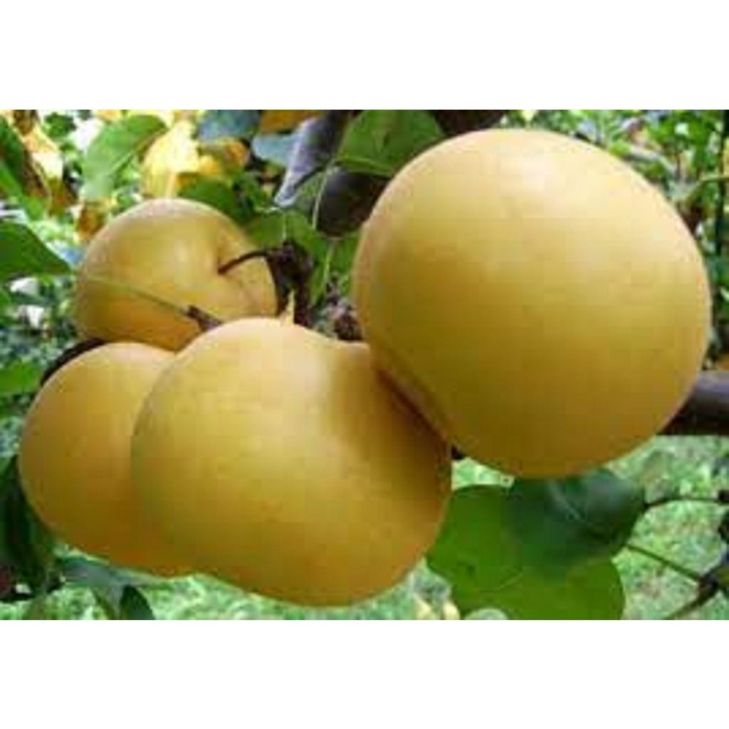 CÂY GIỐNG LÊ VÀNG SIÊU TRÁI.