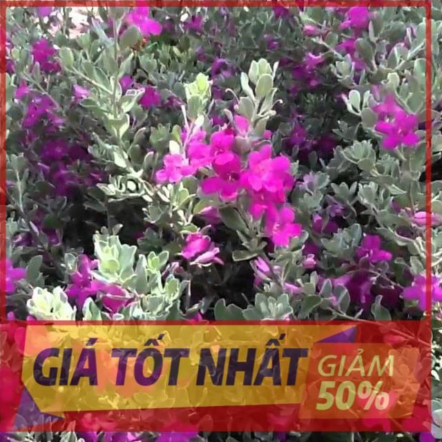 Chậu cây TUYẾT SƠN PHI HỒNG