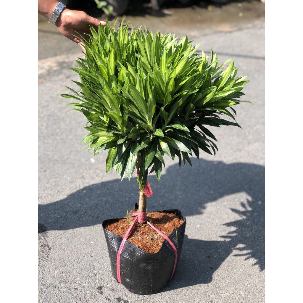 Chậu trúc bách hợp 1 thân