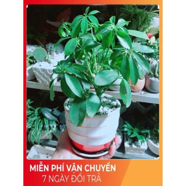Chậu Ngũ Gia Bì