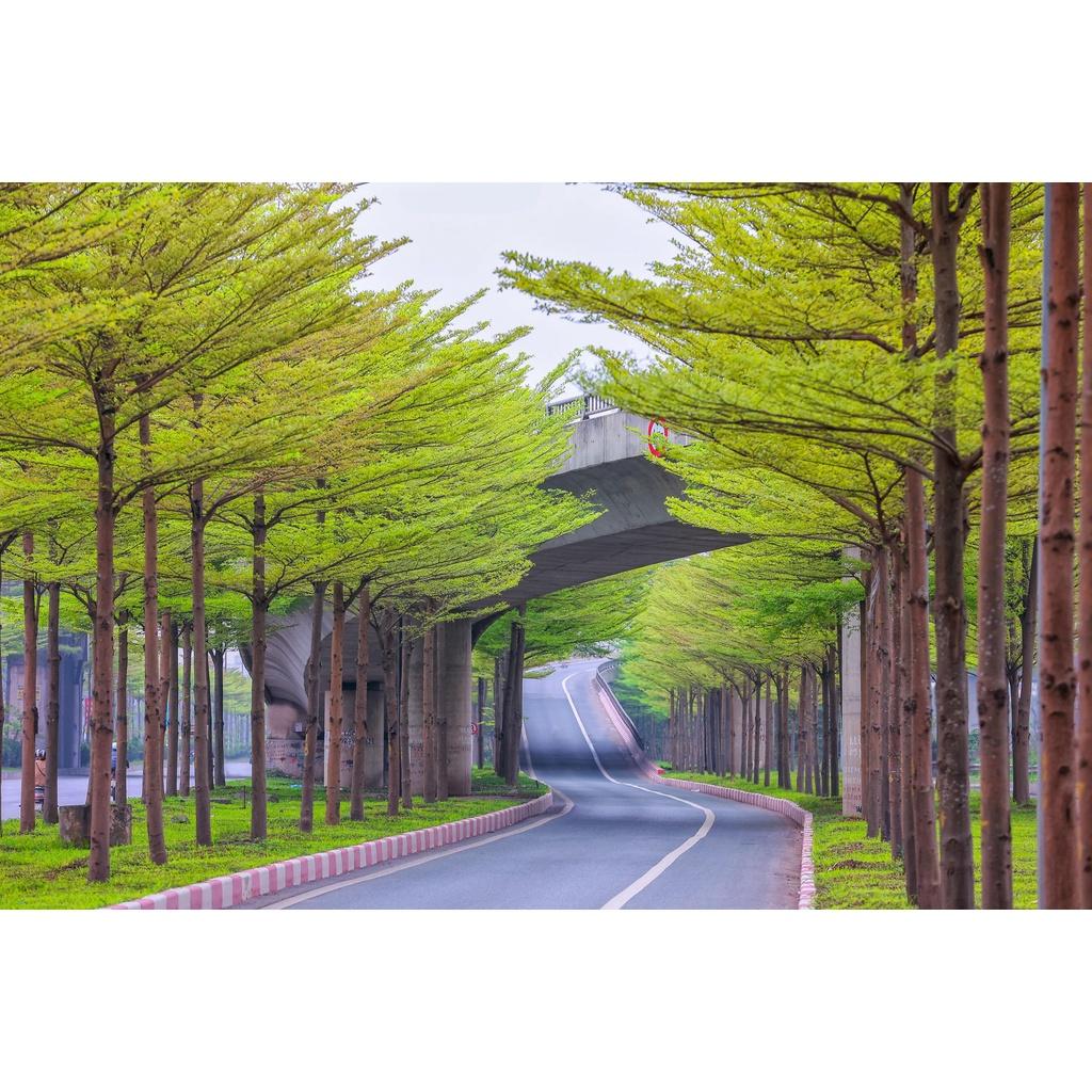 CÂY GIỐNG BÀNG ĐÀI LOAN
