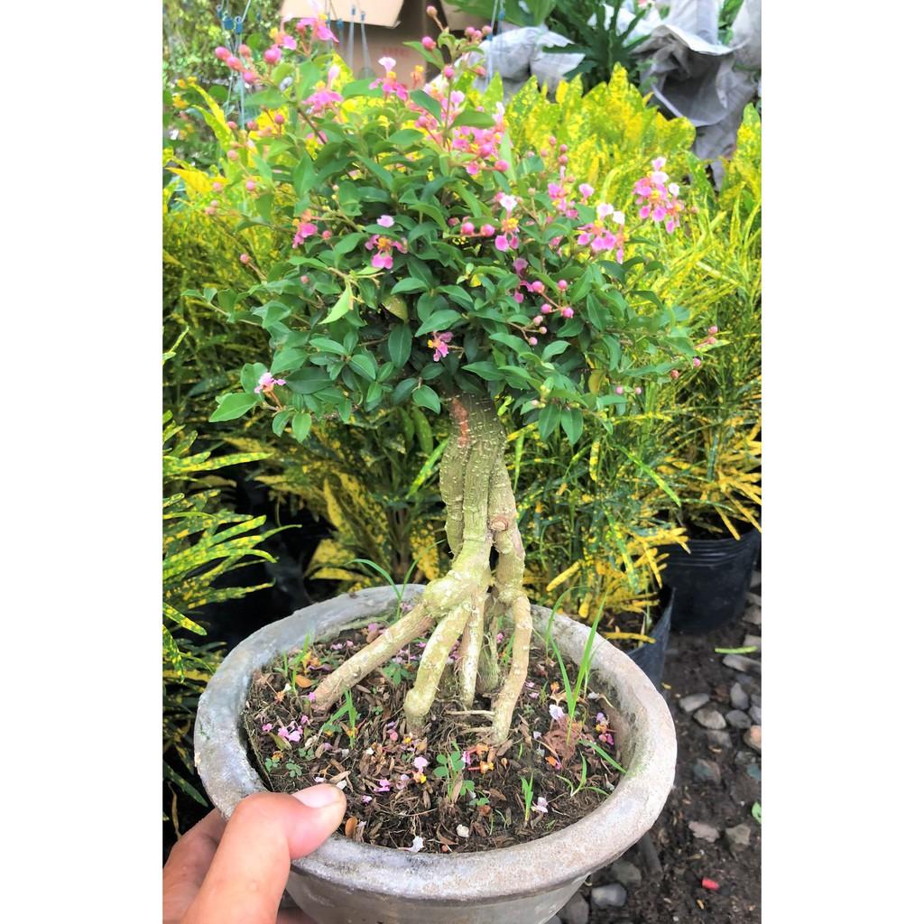 Chậu Bonsai cây Hồng Ngọc Mai
