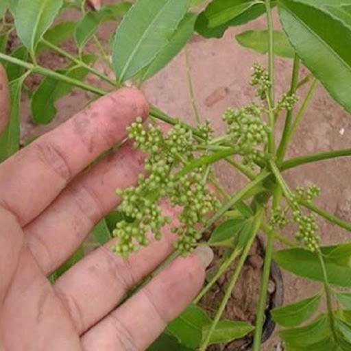 Cây giống Cóc Thái