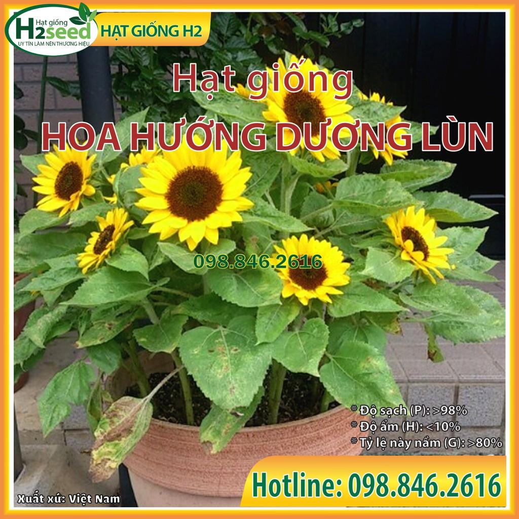 Gói 30 Hạt giống hoa hướng dương lùn hoa đơn F1 nở hoa đều