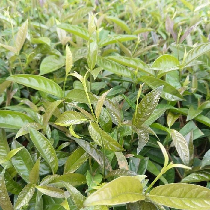 Cây Giống Ba Kích Tím Bổ Thận, Tráng Dương