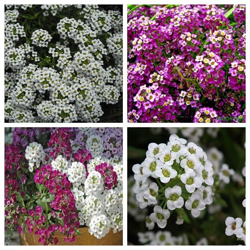 Hạt Giống Hoa Ngàn Sao Mix Nhiều Màu