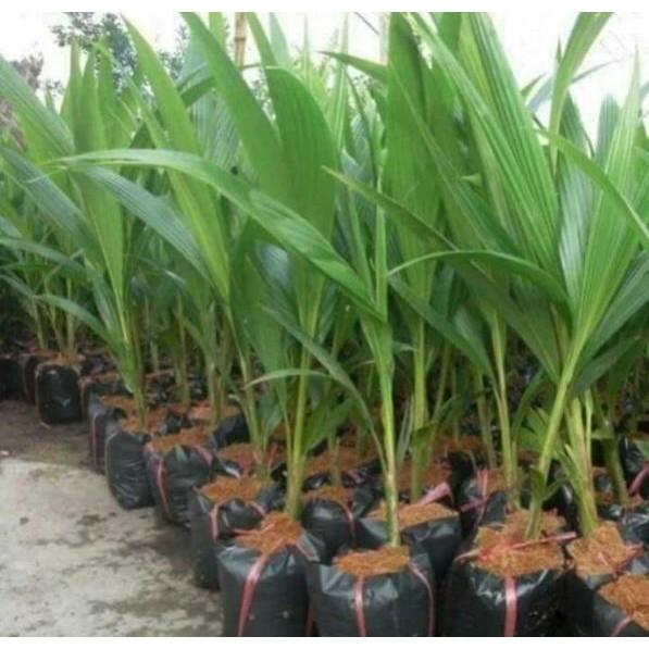 Dừa xiêm lùn siêu trái