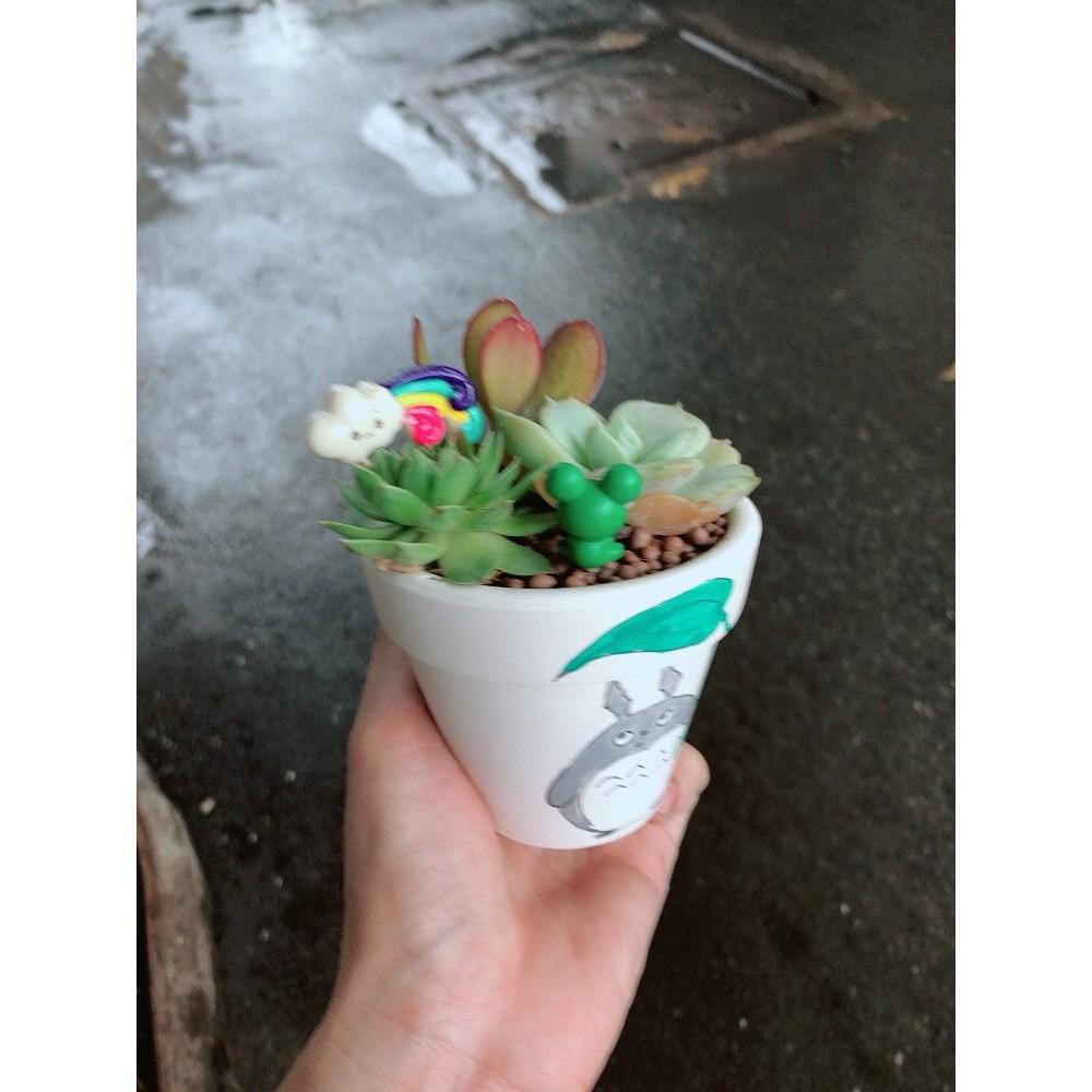 Chậu sen đá tiểu cảnh 9