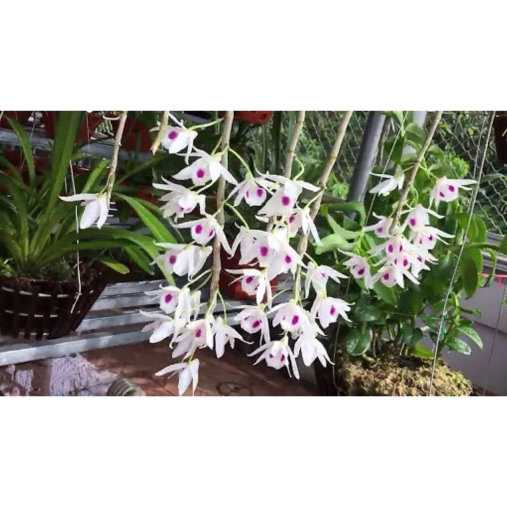 Phi điệp tím hòa bình hàng gieo hạt