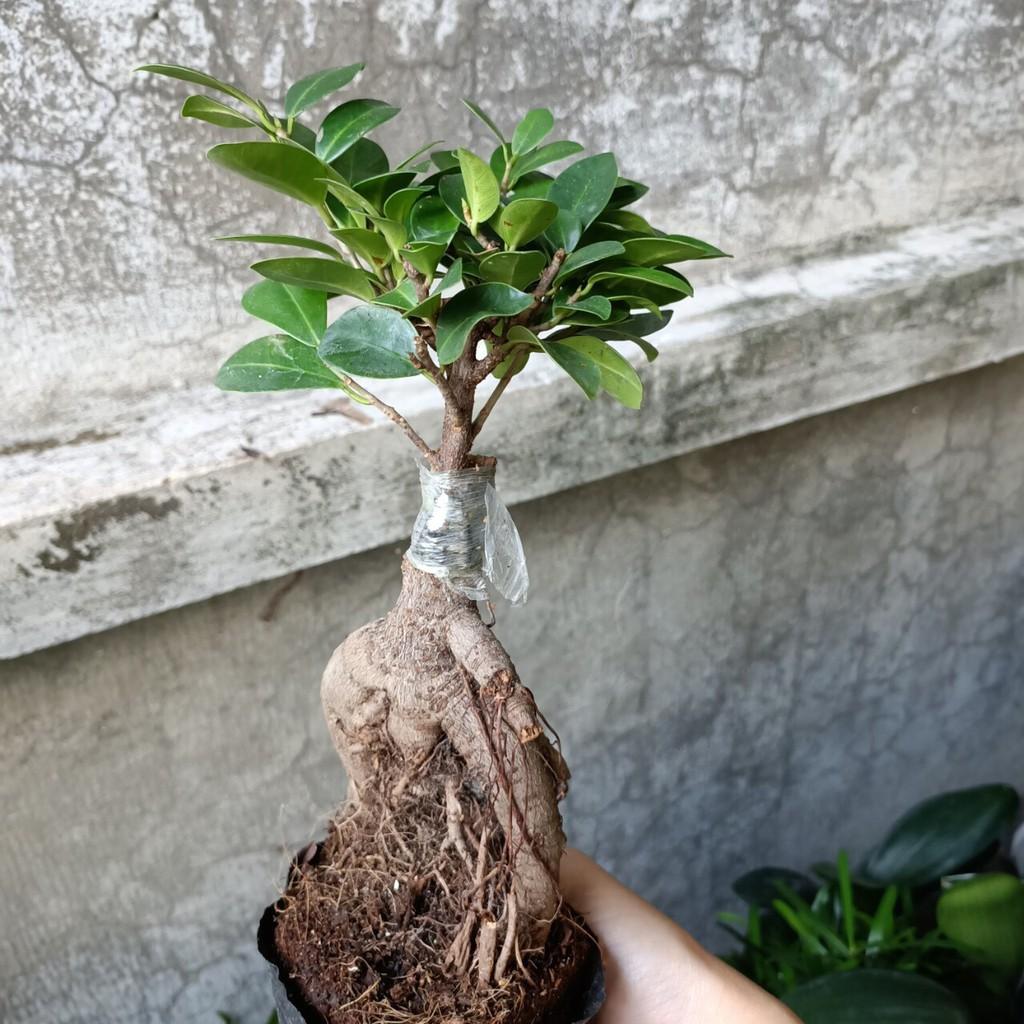 Chậu cây si ghép bonsai để bàn đẹp