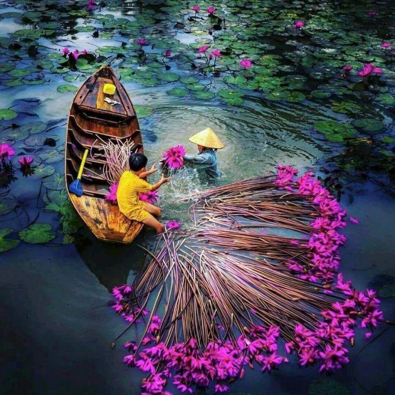 2 CỦ HOA SÚNG THÁI MINI , CỦ TO, NHIỀU MÀU HOA