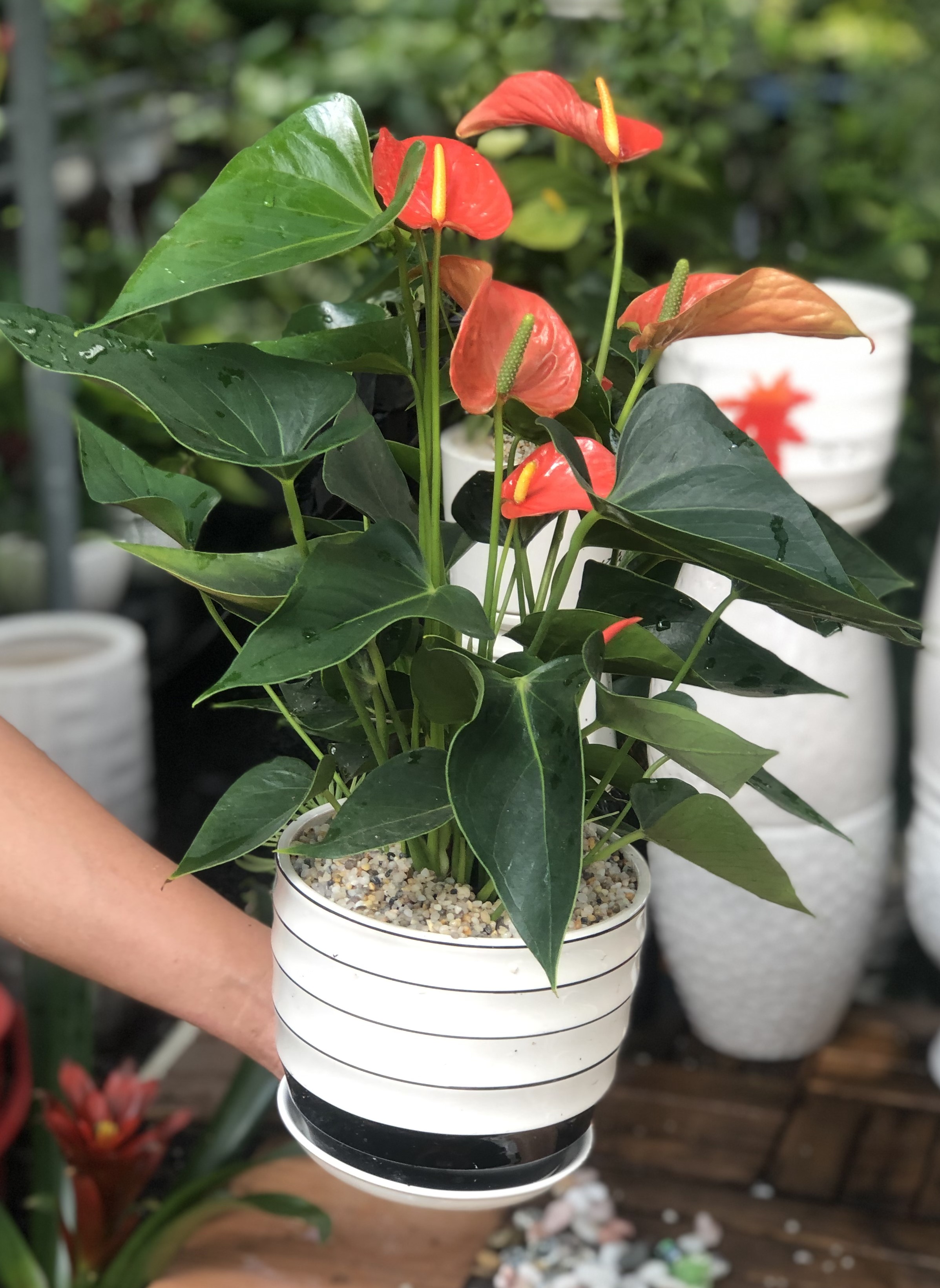 Chậu sứ cây hồng môn đỏ cam tặng kèm đá trang trí